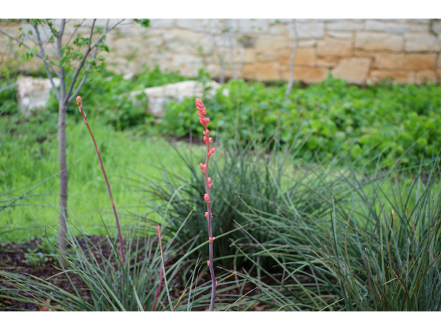 Hesperaloe parviflora (Red yucca) #38443