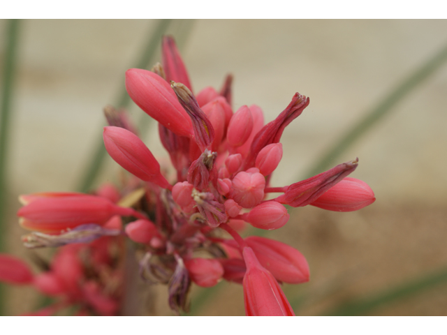 Hesperaloe parviflora (Red yucca) #38445