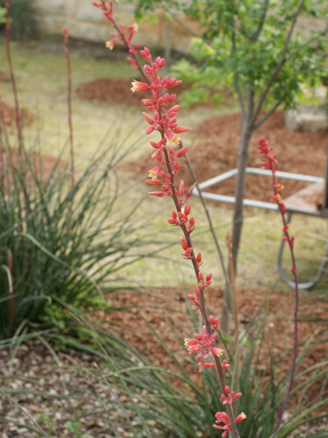 Hesperaloe parviflora (Red yucca) #38447