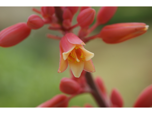Hesperaloe parviflora (Red yucca) #38448