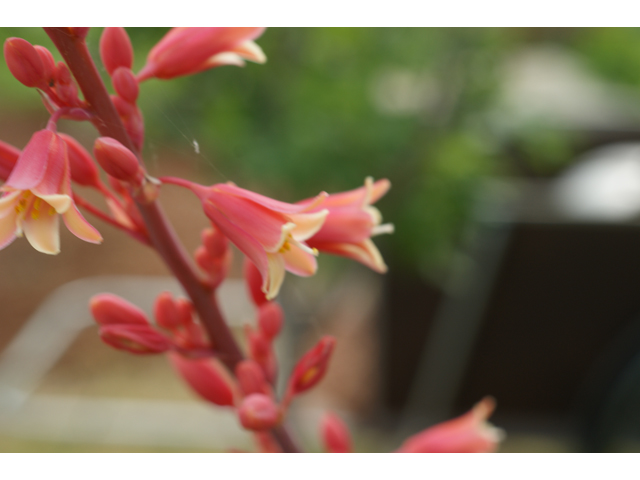 Hesperaloe parviflora (Red yucca) #38450