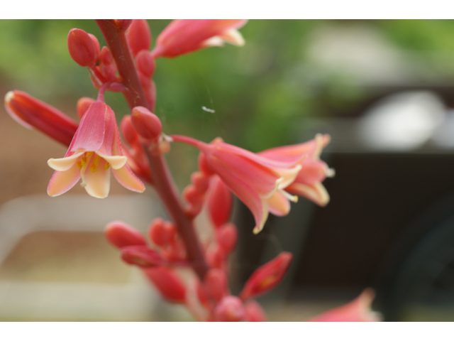Hesperaloe parviflora (Red yucca) #38451