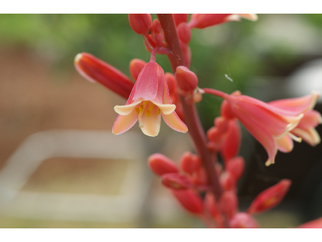Hesperaloe parviflora (Red yucca) #38452
