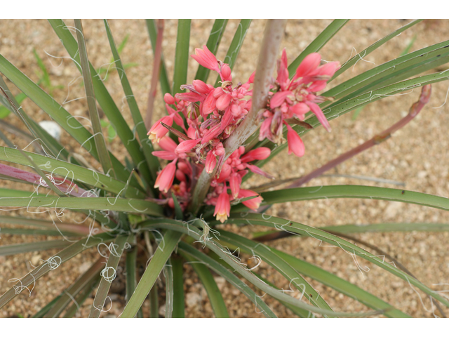 Hesperaloe parviflora (Red yucca) #38453