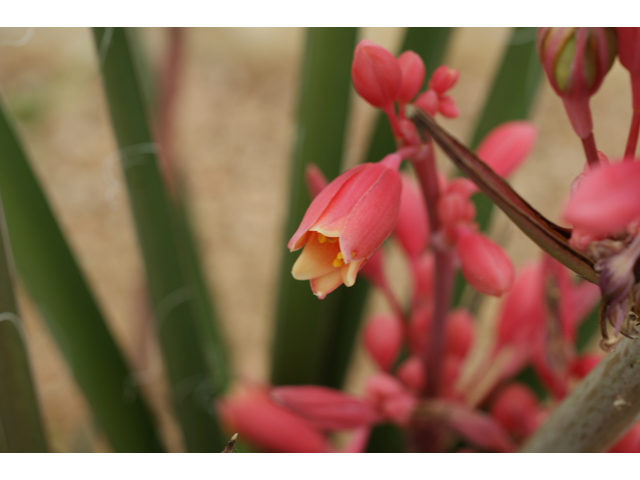 Hesperaloe parviflora (Red yucca) #38455