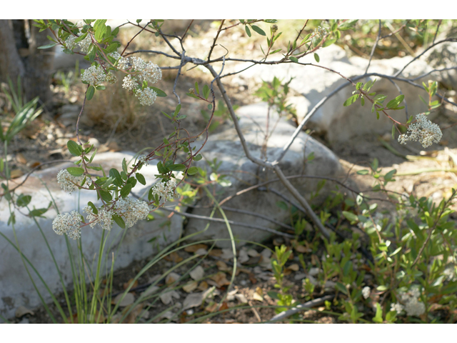 Ceanothus herbaceus (Prairie redroot) #38473