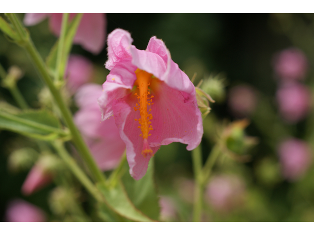 Kosteletzkya virginica (Virginia saltmarsh mallow) #38493