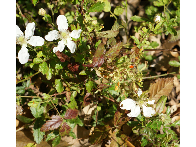 Rubus trivialis (Southern dewberry) #39603