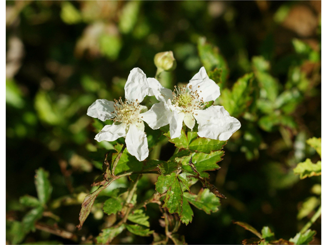 Rubus trivialis (Southern dewberry) #39604