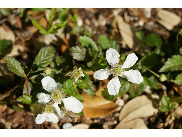 Rubus trivialis (Southern dewberry) #39605