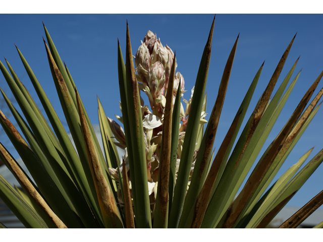 Yucca treculeana (Spanish dagger) #39609