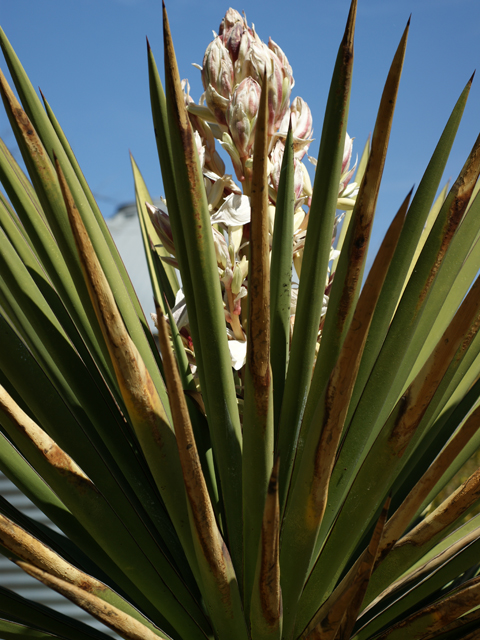 Yucca treculeana (Spanish dagger) #39610