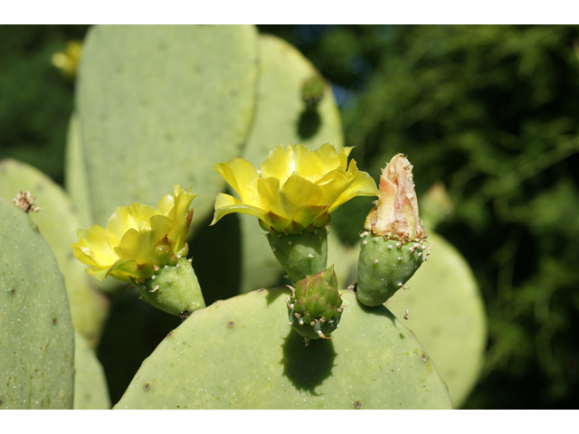 Opuntia ellisiana (Spineless prickly pear) #39618