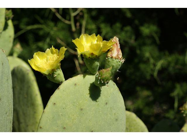 Opuntia ellisiana (Spineless prickly pear) #39619