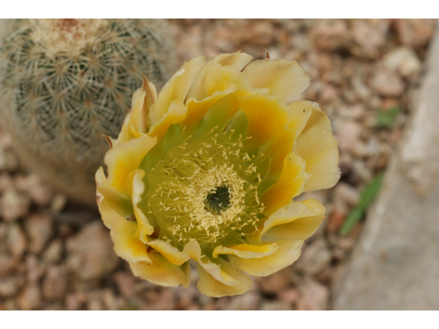 Echinocereus dasyacanthus (Texas rainbow cactus) #39620
