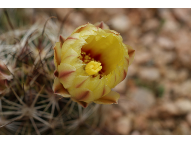 Echinocereus dasyacanthus (Texas rainbow cactus) #39621