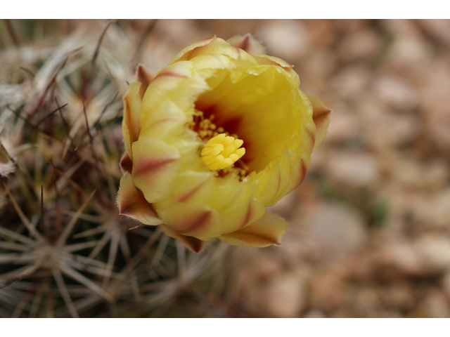 Echinocereus dasyacanthus (Texas rainbow cactus) #39622