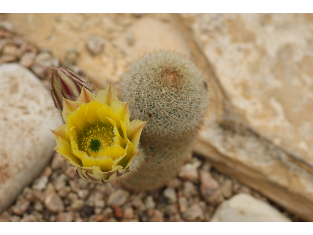 Echinocereus dasyacanthus (Texas rainbow cactus) #39625