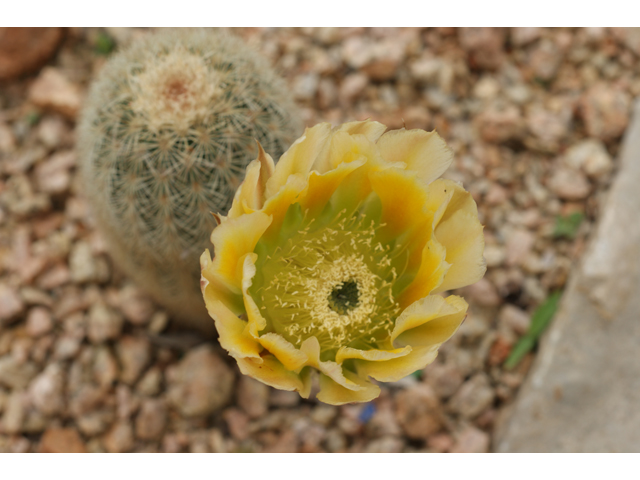 Echinocereus dasyacanthus (Texas rainbow cactus) #39626