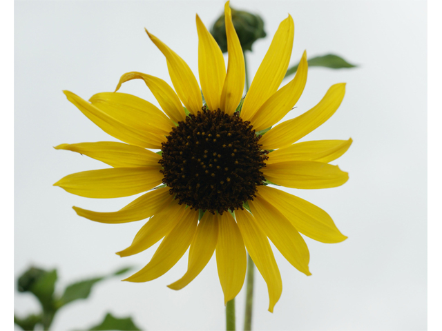 Helianthus annuus (Common sunflower) #39649