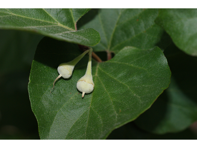 Styrax platanifolius (Sycamore-leaf snowbell) #39655
