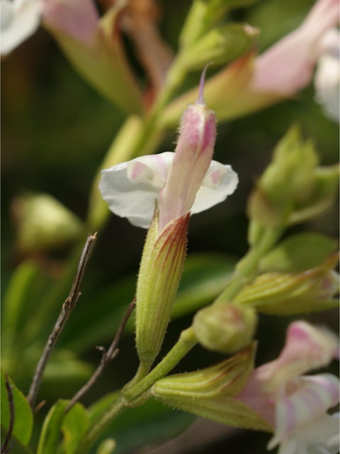 Salvia greggii (Autumn sage) #39660