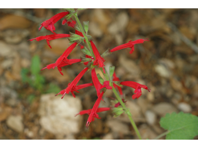 Salvia roemeriana (Cedar sage) #39667