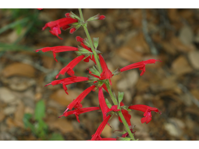 Salvia roemeriana (Cedar sage) #39668
