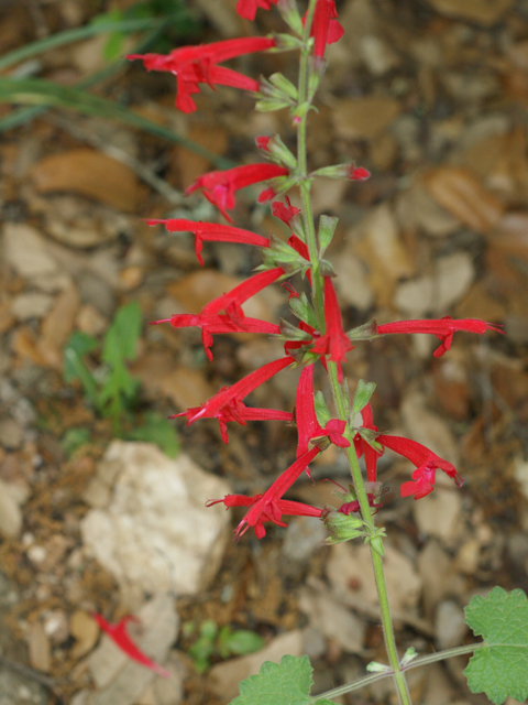 Salvia roemeriana (Cedar sage) #39669