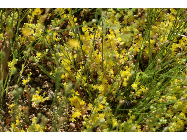 Sedum nuttallianum (Yellow stonecrop) #39685