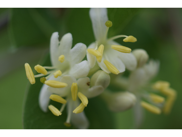 Lonicera albiflora (Western white honeysuckle) #39693