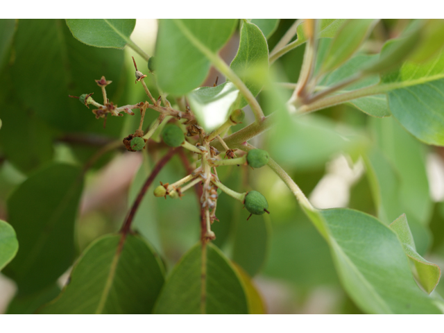 Arbutus xalapensis (Texas madrone) #39713