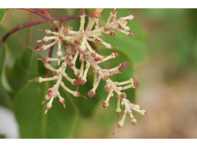 Arbutus xalapensis (Texas madrone) #39715