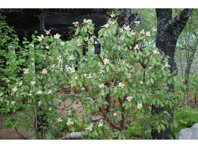Arbutus xalapensis (Texas madrone) #39716