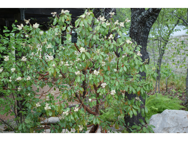 Arbutus xalapensis (Texas madrone) #39717