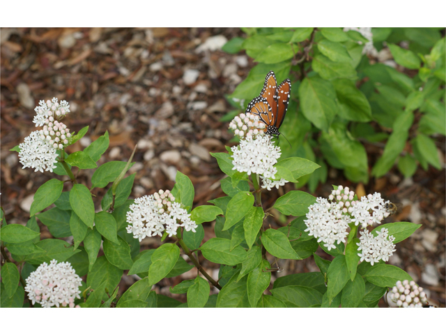 Asclepias texana (Texas milkweed) #39722