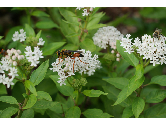 Asclepias texana (Texas milkweed) #39723