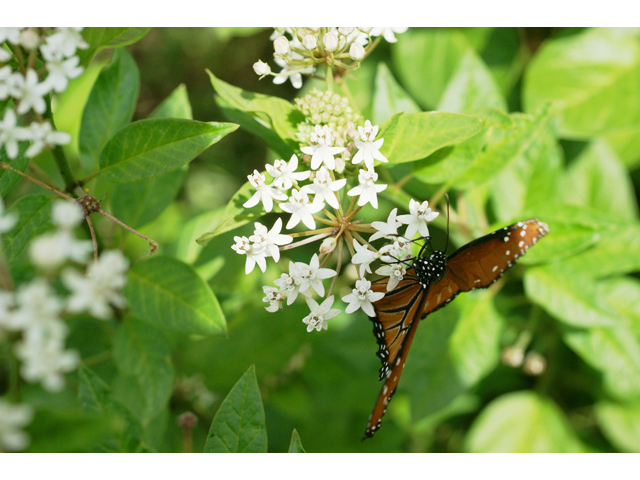 Asclepias texana (Texas milkweed) #39726