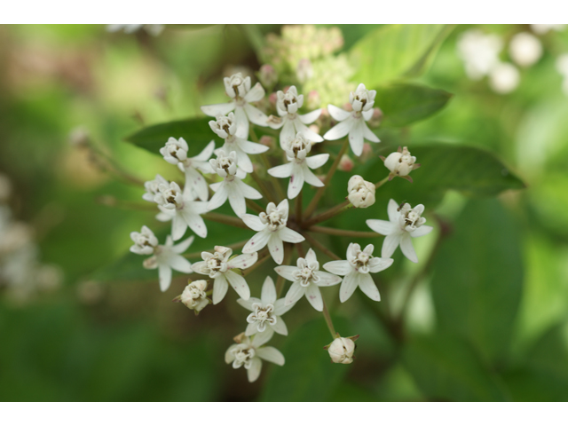 Asclepias texana (Texas milkweed) #39728