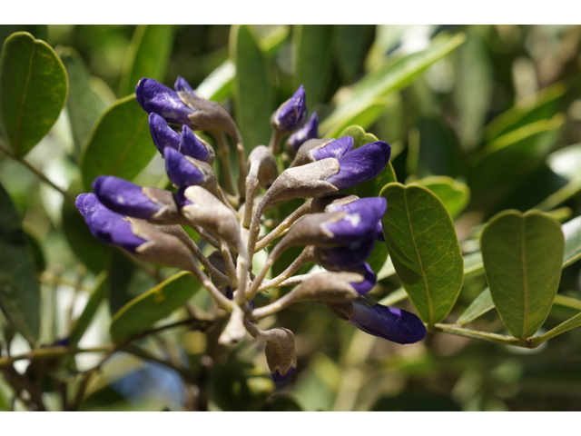 Sophora secundiflora (Texas mountain laurel) #39741