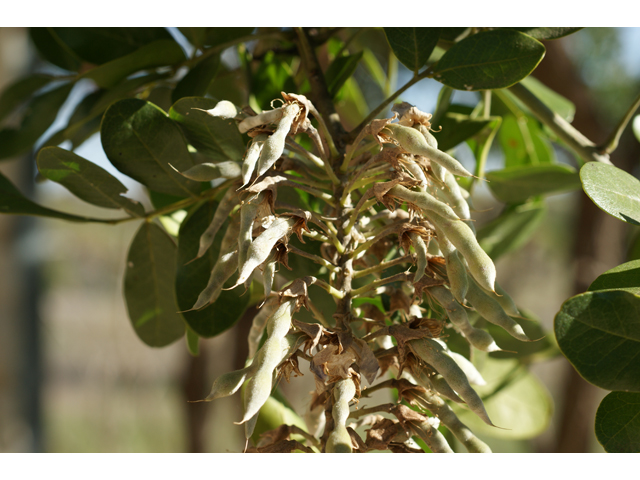 Sophora secundiflora (Texas mountain laurel) #39751
