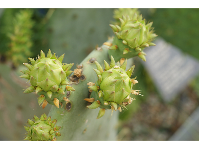 Opuntia engelmannii var. lindheimeri (Texas prickly pear) #39761