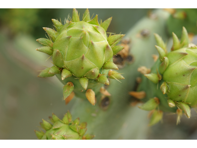 Opuntia engelmannii var. lindheimeri (Texas prickly pear) #39762