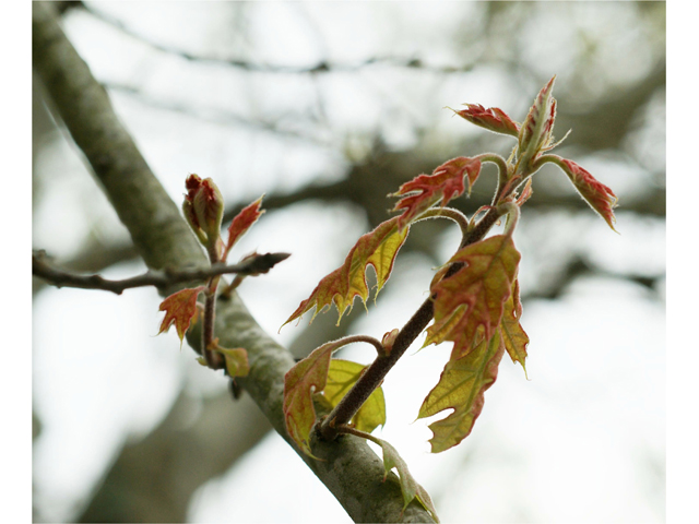Quercus buckleyi (Texas red oak) #39771