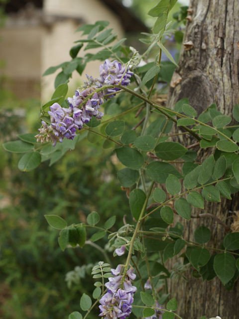 Wisteria frutescens (American wisteria) #39780