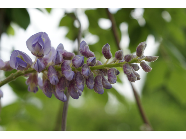 Wisteria frutescens (American wisteria) #39782