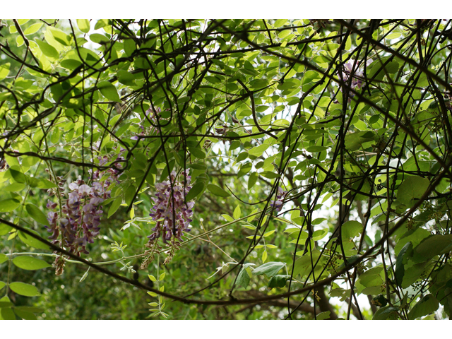 Wisteria frutescens (American wisteria) #39786
