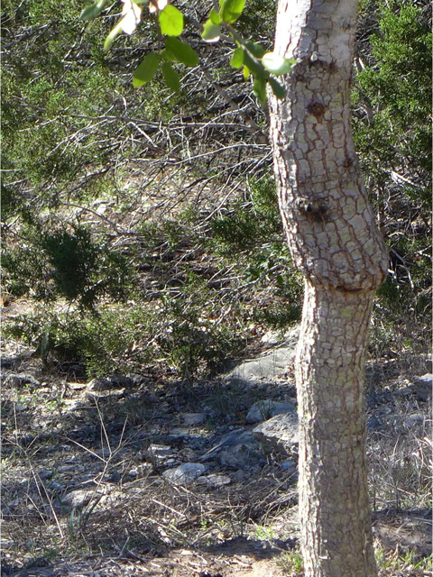 Quercus fusiformis (Escarpment live oak) #39800