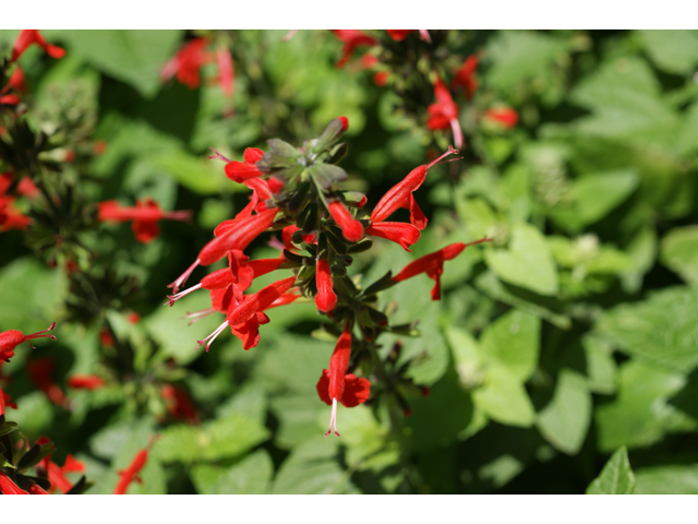 Salvia coccinea (Scarlet sage) #39801