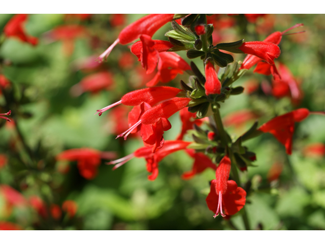 Salvia coccinea (Scarlet sage) #39804